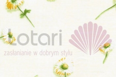 4946_stokrotki